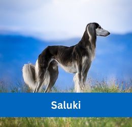 saluki