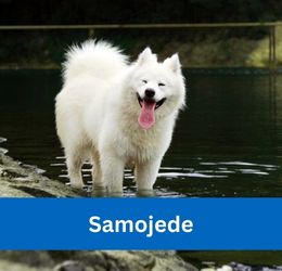 samojede