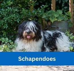 schapendoes
