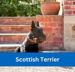 scottish terrier