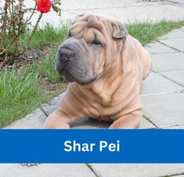 shar pei