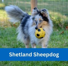 shetland sheepdog