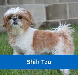 shih tzu
