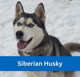 siberian husky
