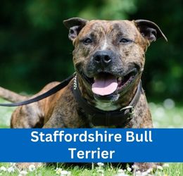 staffordshire bull terrier