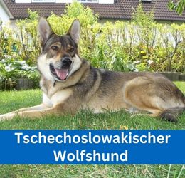 tschechoslowakischer wolfshund