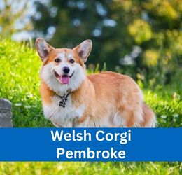 welsh corgi pembroke