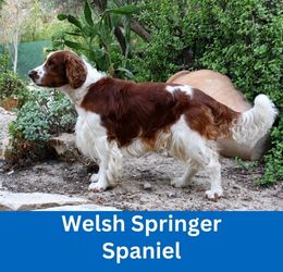 welsh springer spaniel