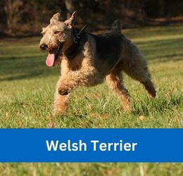 welsh terrier