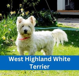 west highland white terrier
