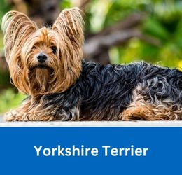 yorkshire terrier