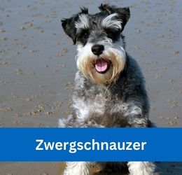 zwergschnauzer