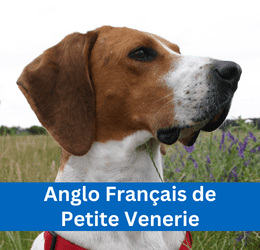 ANGLO FRANÇAIS DE PETITE VENERIE