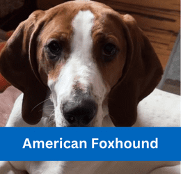 American Foxhound