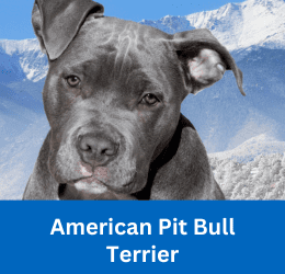 American Pit Bull Terrier