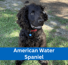 American Water Spaniel