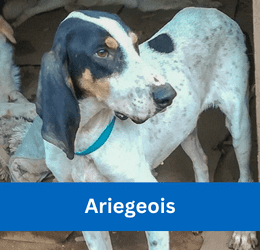 Ariegeois