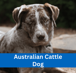 Australian Cattle Dog