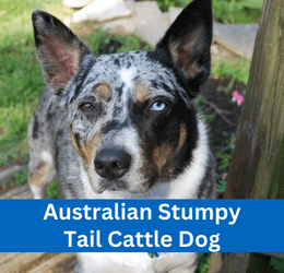 Australian Stumpy Tail Cattle Dog
