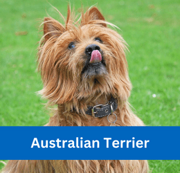 Australian Terrier