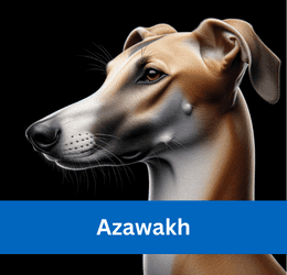 Azawakh