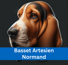 Basset Artesien Normand