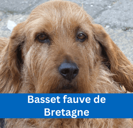 Basset fauve de Dretagne