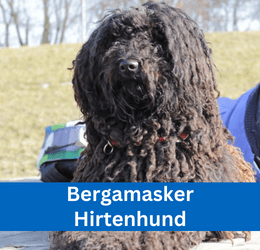 Bergamasker Hirtenhund