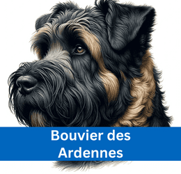 Bouvier des Ardennes