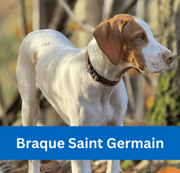 Braque Saint Germain