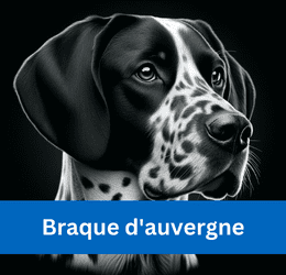 Braque d'auvergne