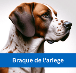 Braque de l'ariege