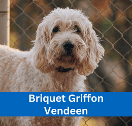 Briquet Griffon Vendeen