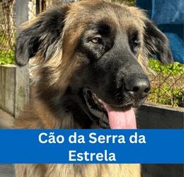 CÃO DA SERRA DA ESTRELA