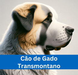 CÃO DE GADO TRANSMONTANO