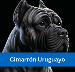 CIMARRÓN URUGUAYO