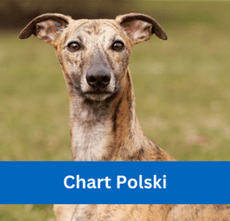 Chart Polski