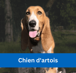 Chien d'artois
