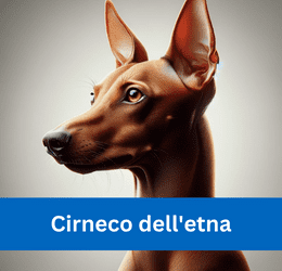 Cirneco dell'etna