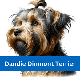 Dandie Dinmont Terrier