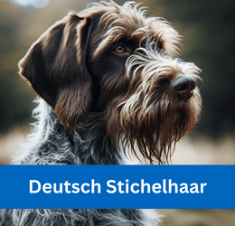 Deutsch Stichelhaar