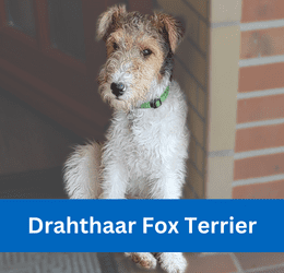 Drahthaar Fox Terrier