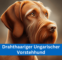 Drahthaariger Ungarischer Vorstehhund