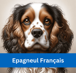 EPAGNEUL FRANÇAIS