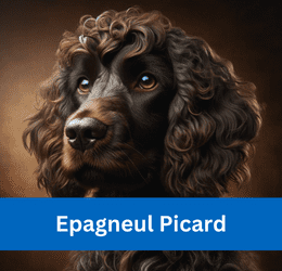 Epagneul Picard