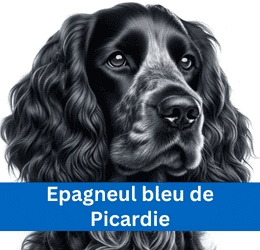 Epagneul bleu de Picardie