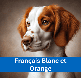FRANÇAIS BLANC ET ORANGE
