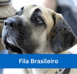 Fila Brasileiro