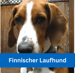 Finnischer Laufhund