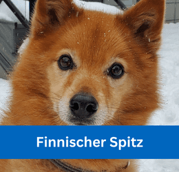 Finnischer Spitz